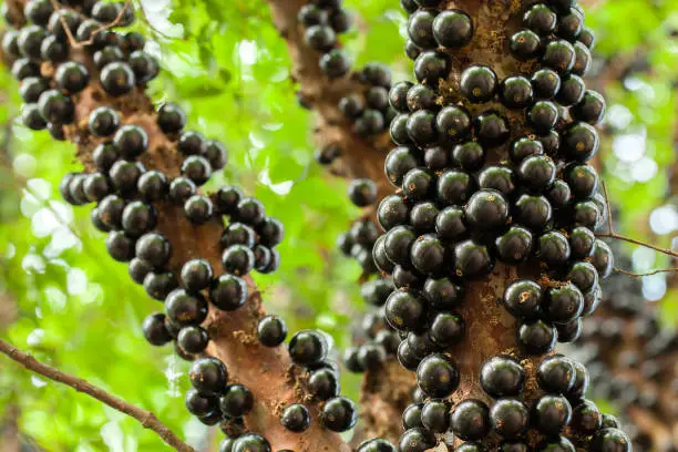 Photo of Jaboticaba brazilian tree with a lot of full-blown fruits on trunk