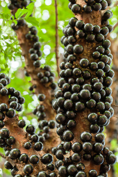 Jaboticaba brazilian tree with a lot of full-blown fruits on trunk stock photo