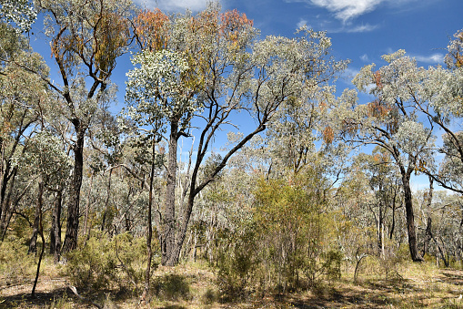 Box-Ironbark forest or woodland, Victoria, Australia