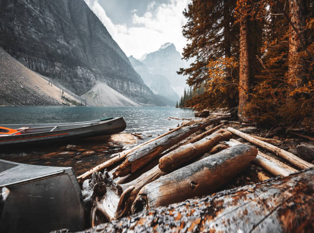 legno di corteccia nel lago moreno al banff national park - parco nazionale delle montagne rocciose foto e immagini stock