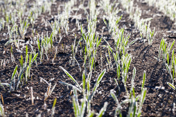 grano verde in gelo, primo - 11088 foto e immagini stock