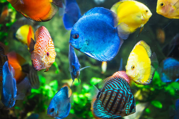 istock Symphysodon discus in an aquarium 859916748