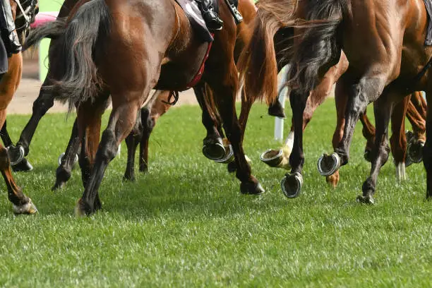 Horse racing action, hooves, legs and tails