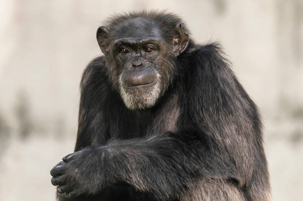 chimpanzee stock photo