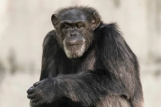 adult chimp sitting looking disinterestedly