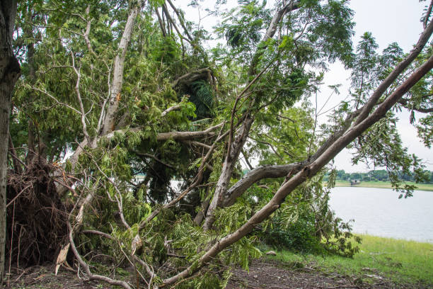 istock The tree was destroyed by the storm's intensity . 859924380