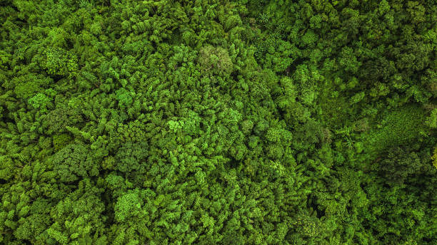 istock An aerial view of  forest and Mountain . 859925956