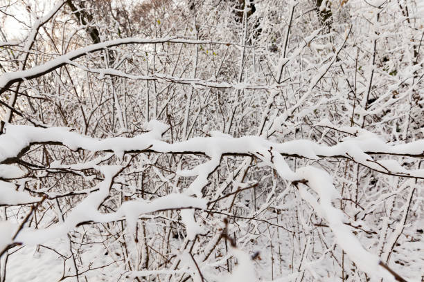 の木は雪下 - 11250 ストックフォトと画像