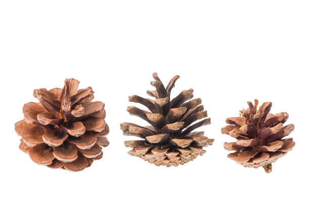 istock Group of cones of coniferous trees isolated on white background. 859930148