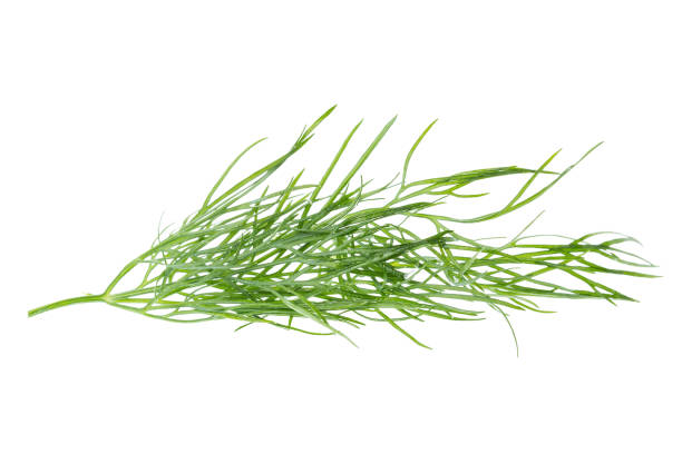 istock Fresh dill plant close up isolated on white background. 859930160