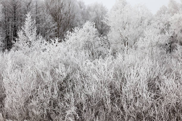 istock Snow drifts in winter 859933114
