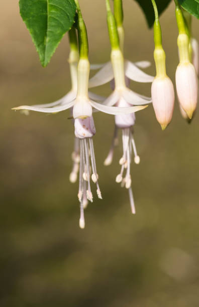 istock beautiful pink white fuchsia flower. 859936672