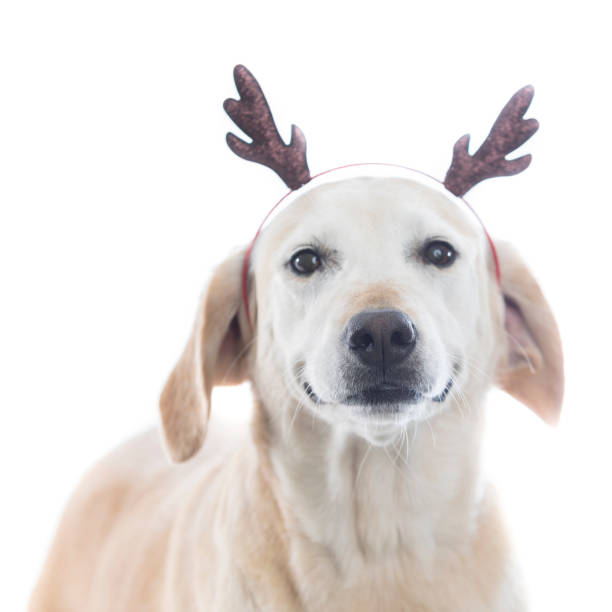 istock Confident dog wearing reindeer antlers 859937244