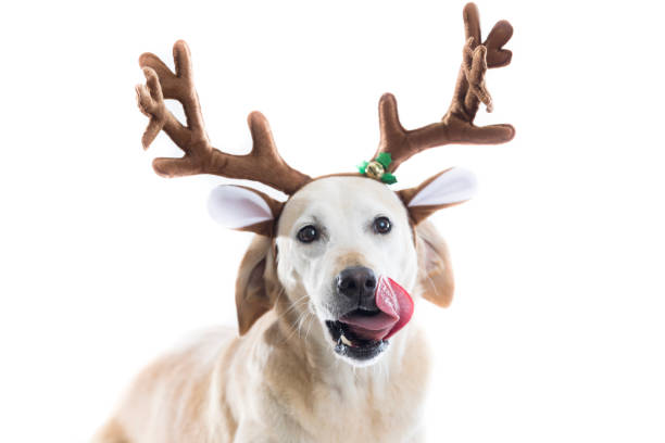 istock Festive Yellow Lab wears reindeer antlers 859937272