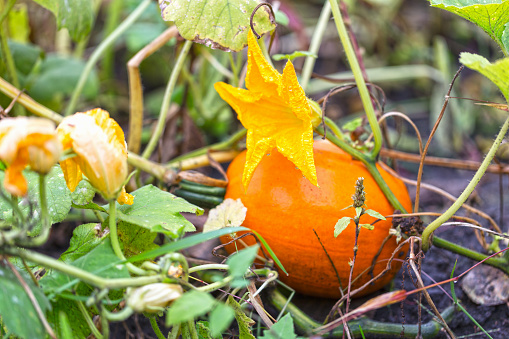An orange pumpkin growing in a vegetable garden.