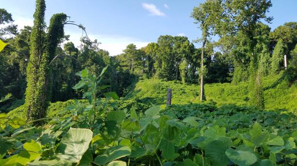 bosque de kudzu - kudzu fotografías e imágenes de stock