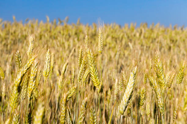 campo agrícola e céu azul - 11313 - fotografias e filmes do acervo