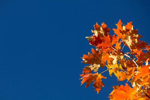 Fall leaves with blue sky and copy space.