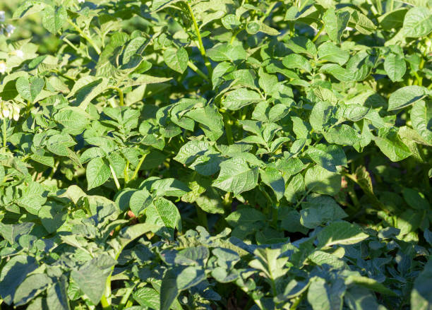 green potato leaves green potato leaves, growing in agricultural field. 11154 stock pictures, royalty-free photos & images