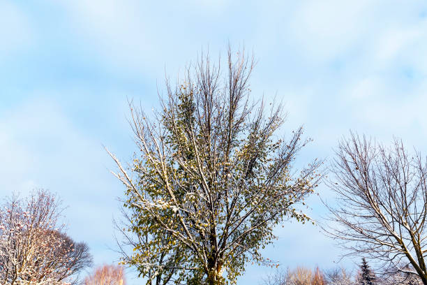 alberi sotto la neve - 11207 foto e immagini stock