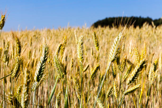 immature yellowing wheat - 11315 imagens e fotografias de stock