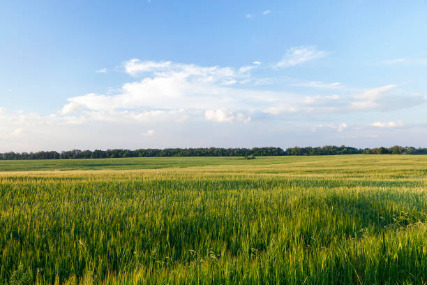 istock agricultural field with green 859951198