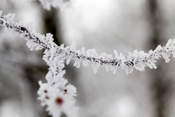 Winter season. Photo