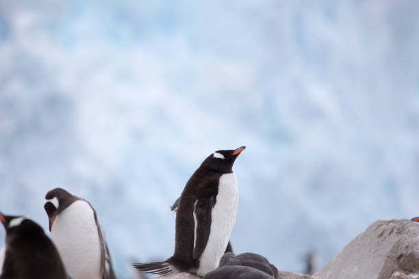istock Gentoo Penguins with a Glacial background 859952312