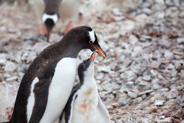 istock A Gentoo Penguin feeds its chick at Neko Harbour, Antarctica. 859952360