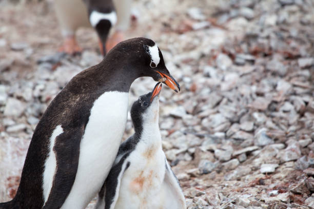 istock A Gentoo Penguin feeds its chick at Neko Harbour, Antarctica. 859952392