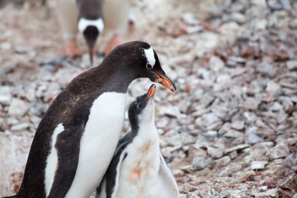 istock A Gentoo Penguin feeds its chick at Neko Harbour, Antarctica. 859952402
