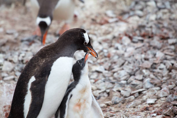 istock A Gentoo Penguin feeds its chick at Neko Harbour, Antarctica. 859952468