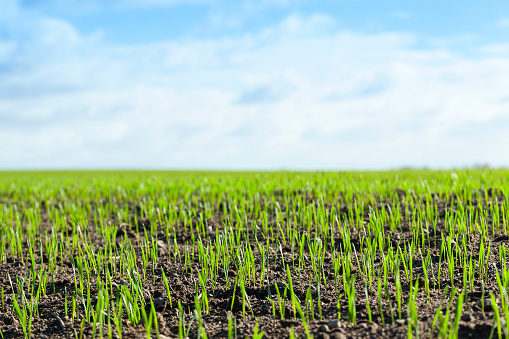 wheat - photographed close-up of young green wheat shoots at the beginning of their growth