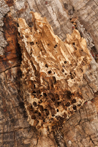 tree bark in nature - 16710 imagens e fotografias de stock