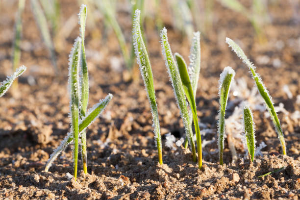 istock green wheat in a frost 859956450