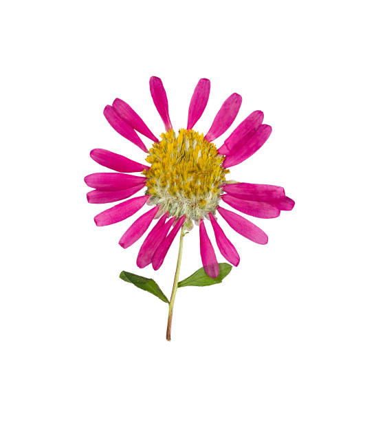 istock Pressed and dried flower aster. Isolated 859959194