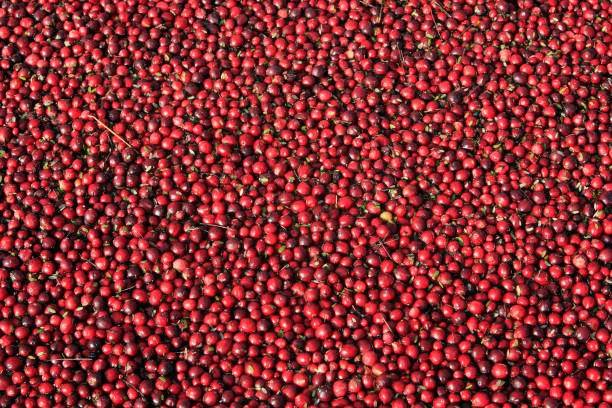istock Looking Down Onto Red Background Of Cranberries In Bog 859959878