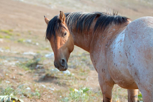 cheval sauvage - red roan stallion, regardant en arrière dans la gamme de cheval sauvage pryor mountains dans le montana aux états-unis - corps dun animal photos et images de collection