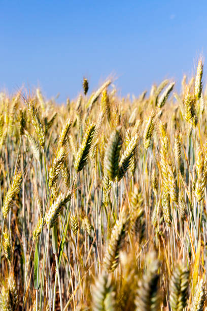 小麦農業フィールド - 11327 ストックフォトと画像