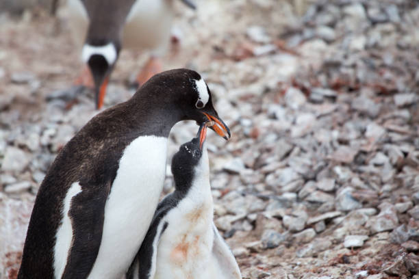 istock A Gentoo Penguin feeds its chick at Neko Harbour, Antarctica. 859962542