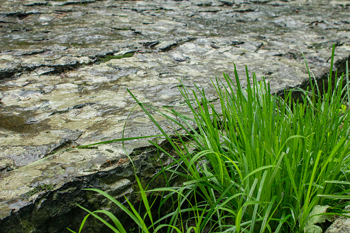 Flat rock in jungle greenery wilderness natural area with tall grass and wet stones.  Copy space for text.