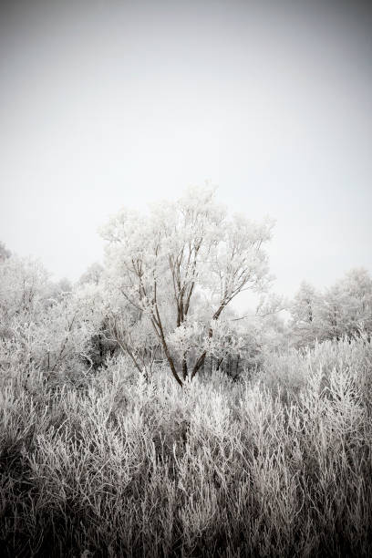 Trees in the frost