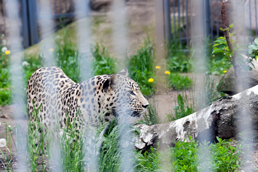 close-up photograph of a leopard living in a zoo