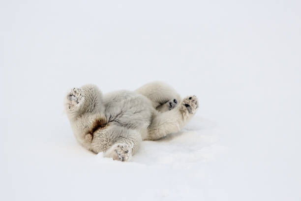 polar bear playing in the snow - polar bear global warming arctic wintry landscape imagens e fotografias de stock