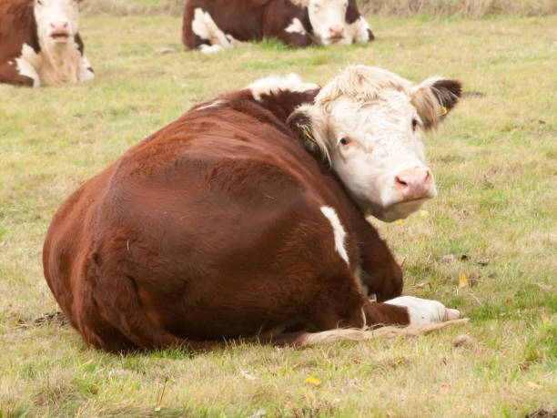 istock close up brown cow from behind head turned to camera cute 859968144
