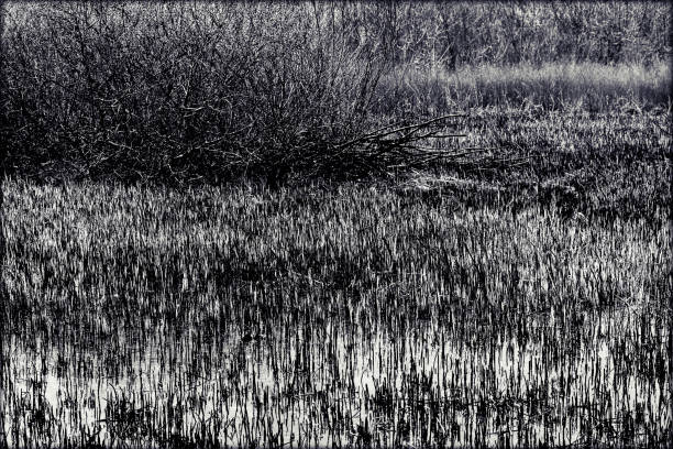 istock part of the swamp 859968670
