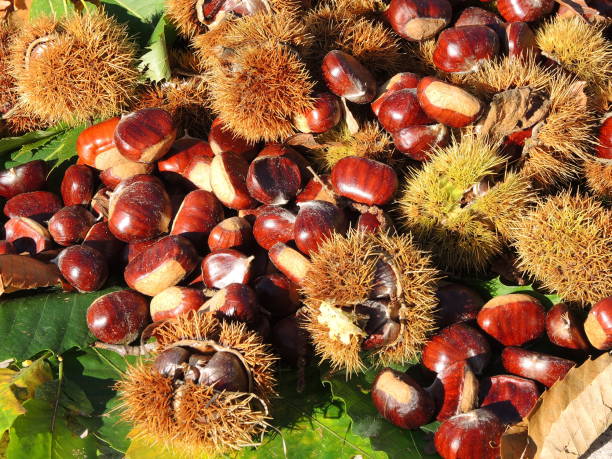 istock Autumn composition of chestnuts, hedgehog and chestnut leaves 859968734
