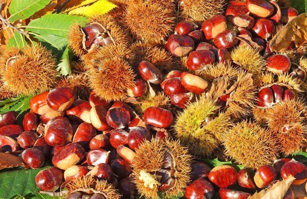 istock Autumn composition of chestnuts, hedgehog and chestnut leaves 859968746