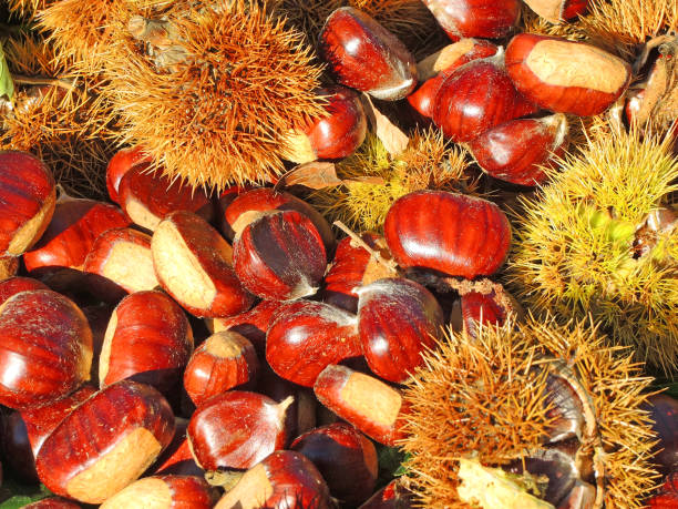 istock Autumn composition of chestnuts, hedgehog and chestnut leaves 859968834