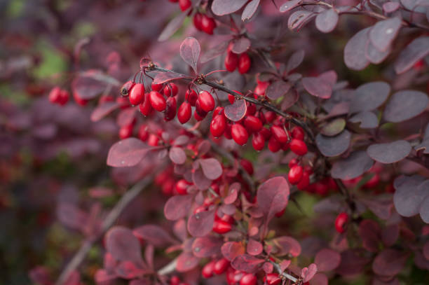 red berries on Berberis vulgaris plant in a hedge closeup of red berries on Berberis vulgaris plant in a hedge barberry family photos stock pictures, royalty-free photos & images